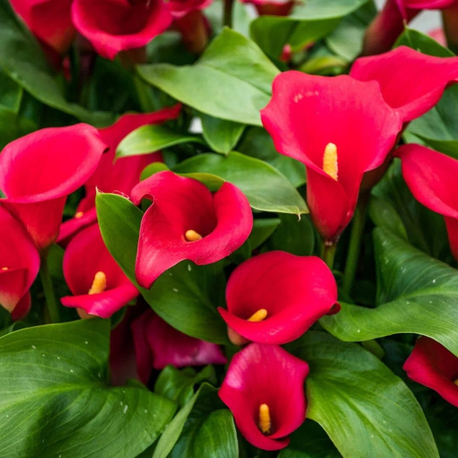 3 Red Calla Lily Bulbs for Outdoor Planting, Ornamental Flowers for Patio Pots, Landscape Borders and Garden, Flower Bulbs for Growing