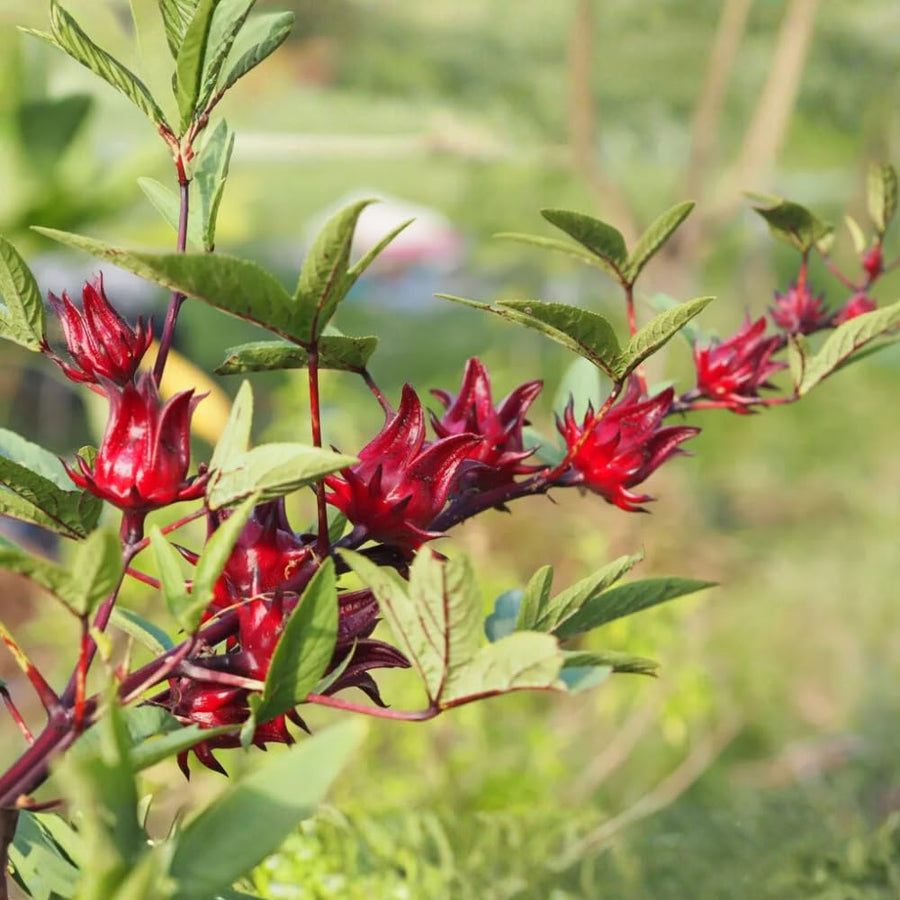 Set 50 Roselle Seeds, Roselle Hibiscus Seeds, Red Hibiscus for Outdoor Gardening