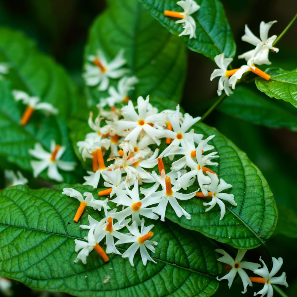 Night Blooming Jasmine Plant, Fragrant Jasmine Flower Vine 4-8 Inches Well Rooted for Container, Hanging Basket Growing