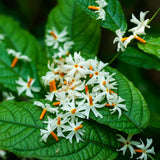 Night Blooming Jasmine Plant, Fragrant Jasmine Flower Vine 4-8 Inches Well Rooted for Container, Hanging Basket Growing
