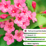 2 Pink Weigela Plant Live Tree in 4-Inch Pot, 6–9 Inches Tall, Hardy Ornamental Weigela for Garden, Patio, or Outdoor Landscaping