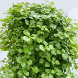 4 Swedish Ivy Plants Live House Plants, Plectranthus Plant for Gardening, 4 to 6 Inc Tall Live Plant