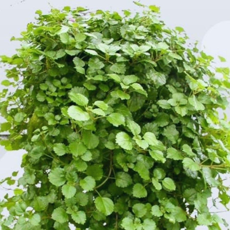 4 Swedish Ivy Plants Live House Plants, Plectranthus Plant for Gardening, 4 to 6 Inc Tall Live Plant