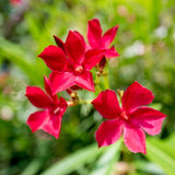 Oleander Plants Live, 2 Small Plants, Live Oleander Flower Plants, Tropical Plant Live Shrub Garden (Red)
