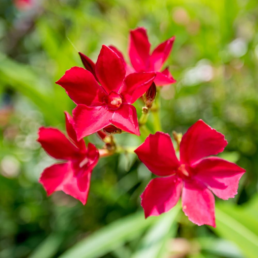 Oleander Plants Live, 2 Small Plants, Live Oleander Flower Plants, Tropical Plant Live Shrub Garden (Red)