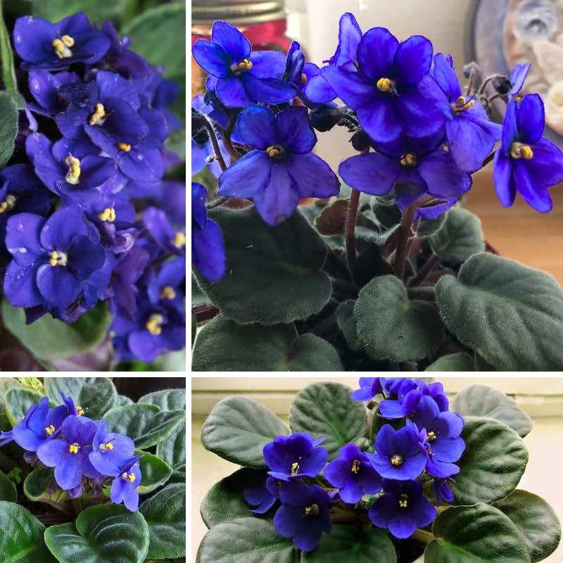 Blue African Violets Live Plants House Plants in 4" Pot, Vibrant Blooms for Indoor Décor, Home or Office, Easy to Grow