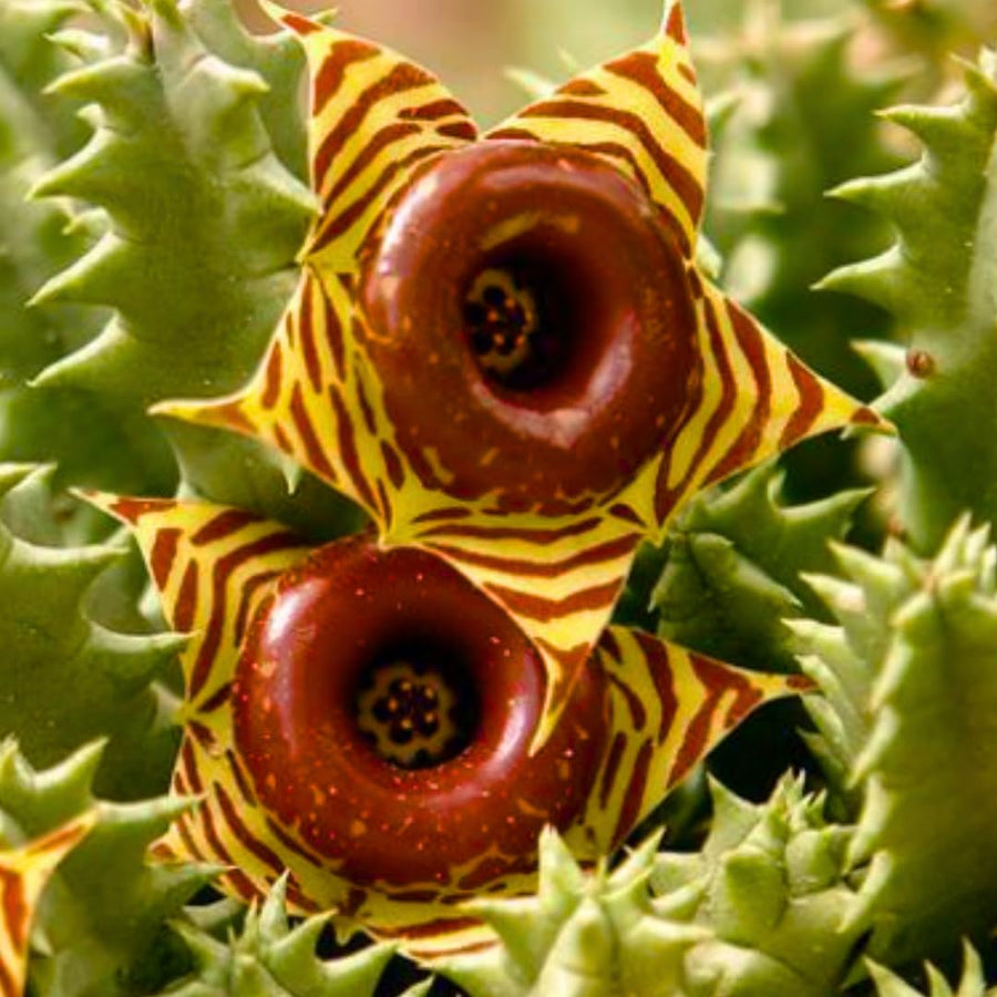Starfish Cactus Plant Live, Lifesaver Zebrina Trailing Succulent Well Rooted in 2" Pot, Starter Houseplant for Hanging Basket