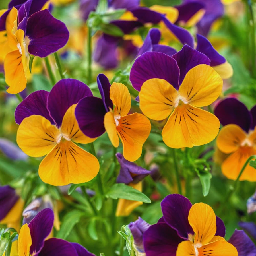 3 Assorted Pansies Plants Live Potted, Pansy Plants Live, 4 to 6 Inc Tall Flower Gardening Indoor Outdoor
