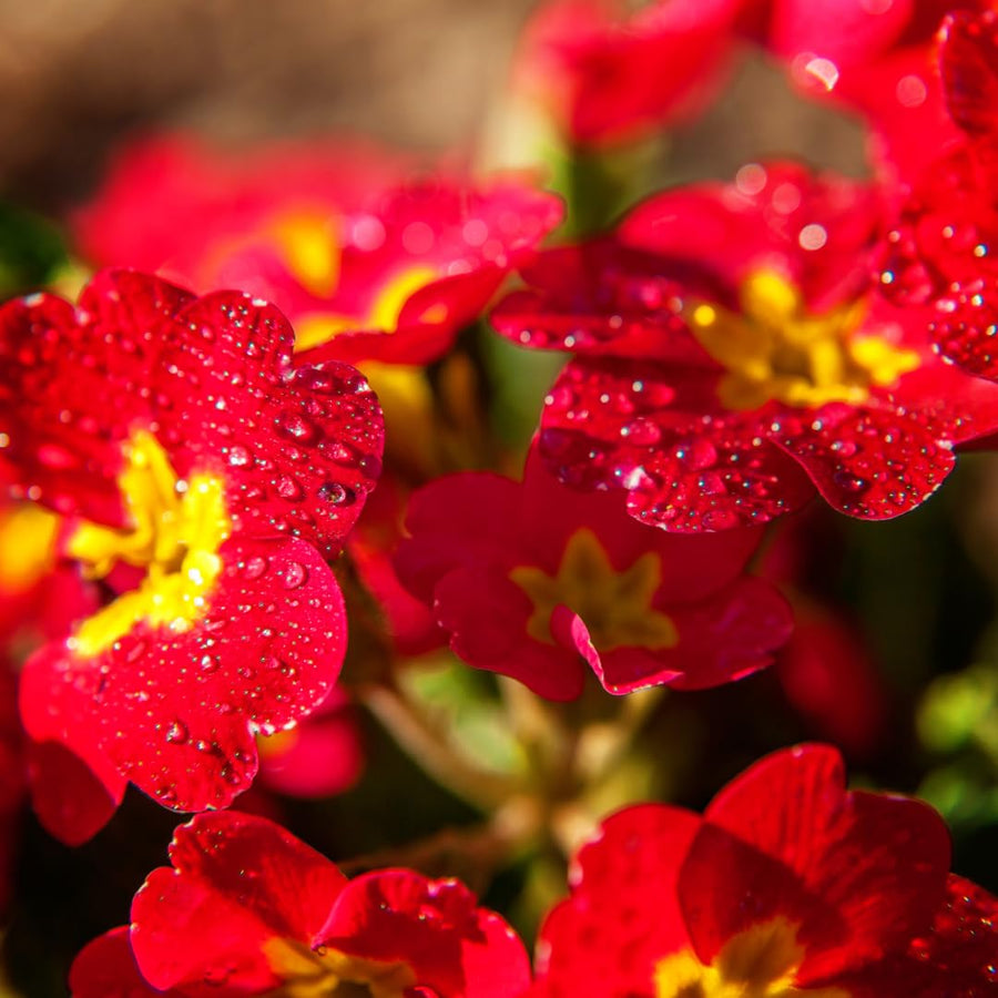 Live Red Primrose Plant, Hardy Primrose Flower in 4 Inch Pot, Well Rooted for Indoor or Outdoor Planting