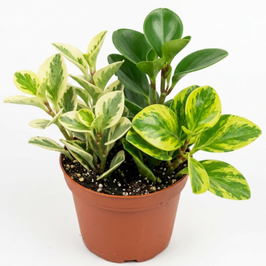 3 Mixed Peperomia Live Plants in 2 Inch Pot - 3-4" Tall Assorted Peperomia Houseplants for Indoor Home Office Garden