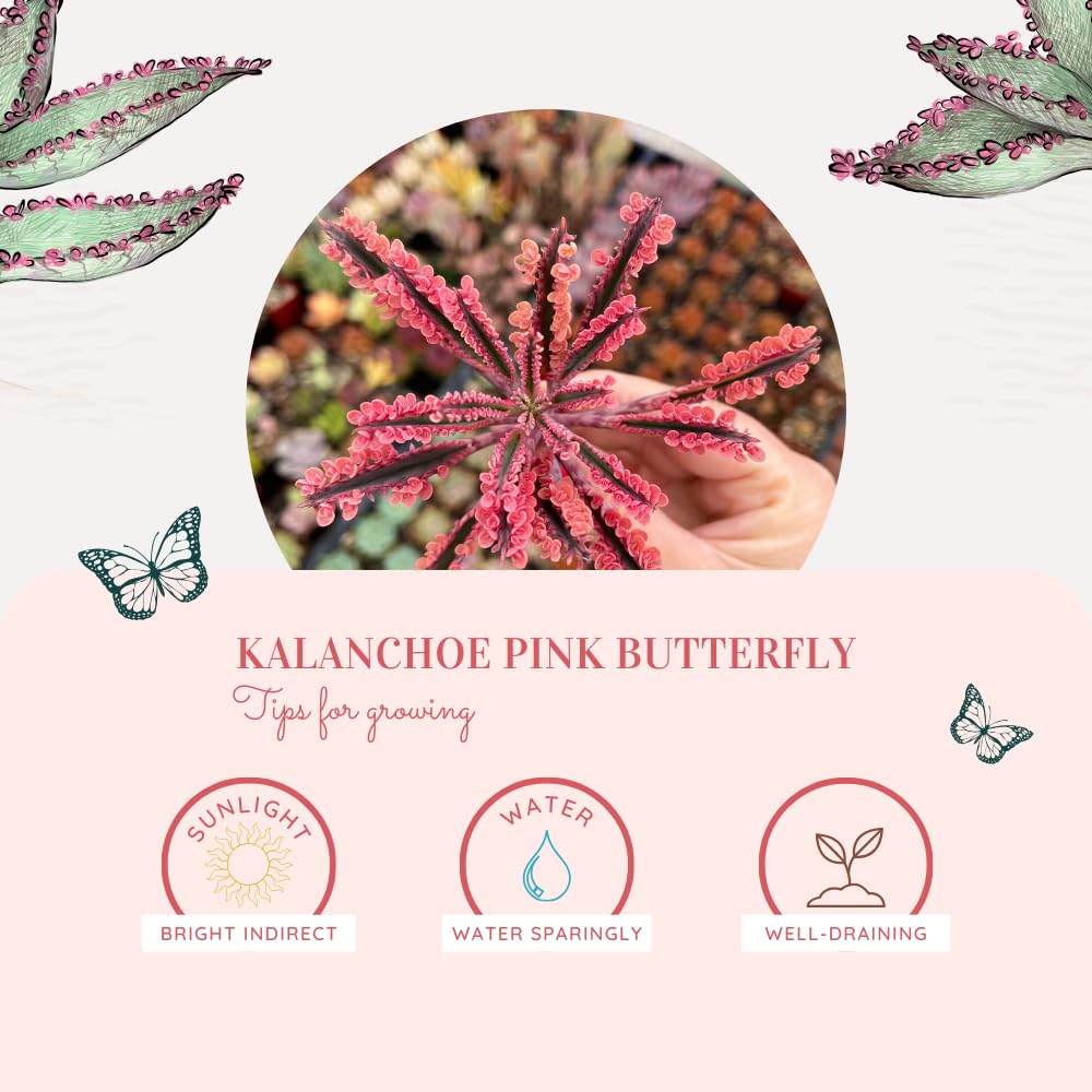 Kalanchoe Live Plant, Kalanchoe Mother of Thousands, Variegated Succulent Houseplant Indoor, 2 Inch Pot (Pink)