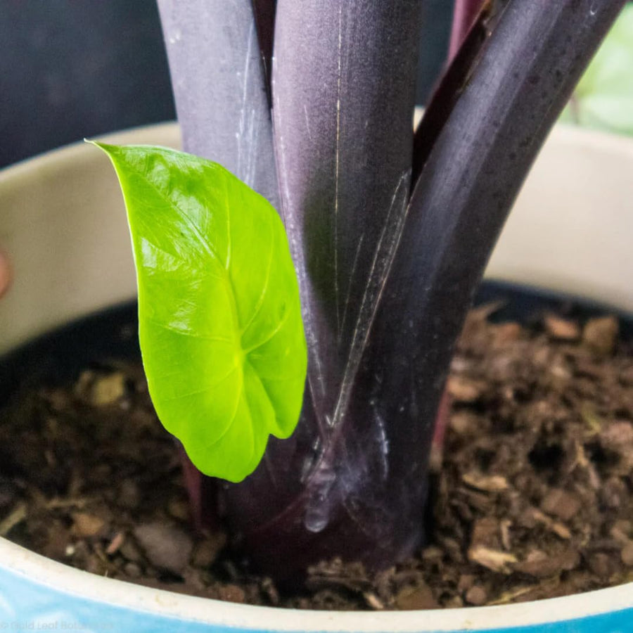 3 Colocasia Plants Live, Elephant Ear Caladium Esculenta Plants, 5 to 8 Inc Tall (Black Stems)