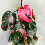 2 Rare Philodendron Live Plants Varieties Collection, Philodendrons Plants Size 5-9 Inc for Indoor Houseplant Décor, Ornamental Tropical Well-Rooted (Random Philodendron Plants)