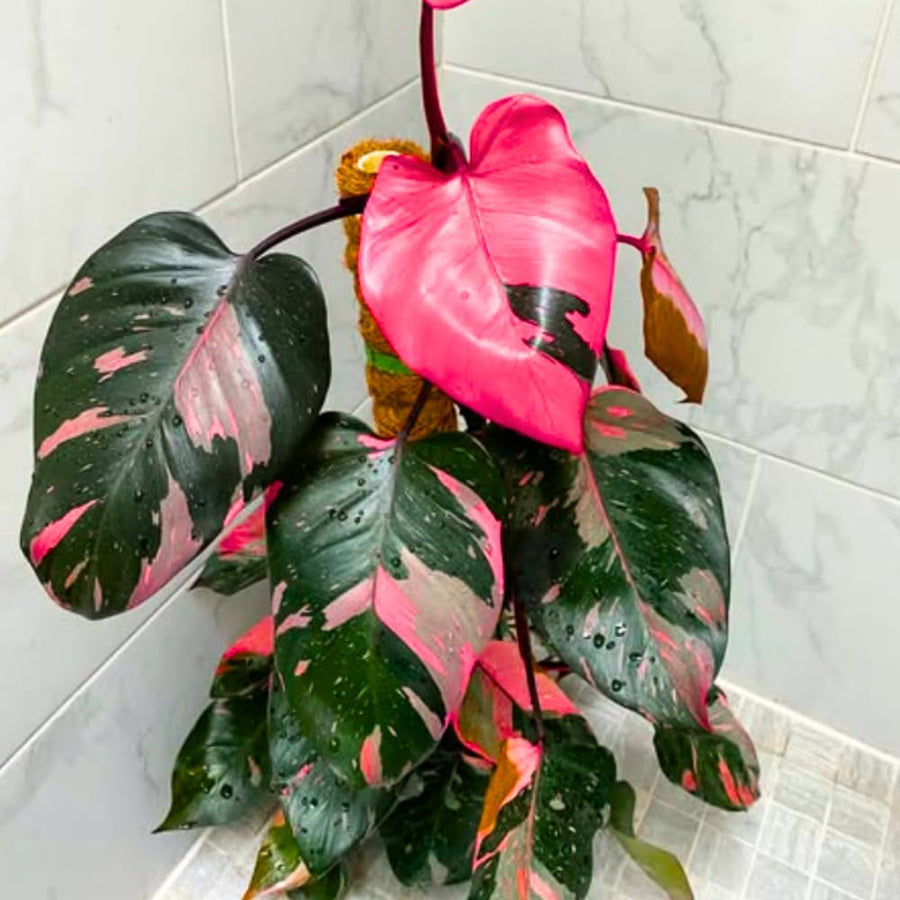 2 Rare Philodendron Live Plants Varieties Collection, Philodendrons Plants Size 5-9 Inc for Indoor Houseplant Décor, Ornamental Tropical Well-Rooted (Random Philodendron Plants)