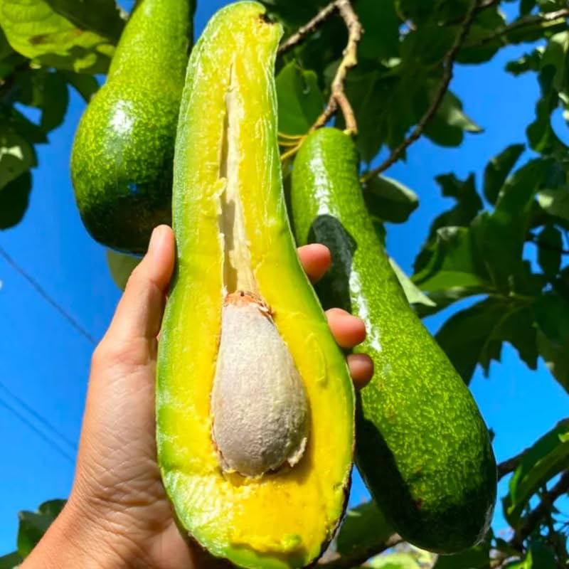 Long Avocado Tree Live Plant, Cold Hardy Avocado Grafted Tree 3 Feet Tall, Tropical Avocado Tree