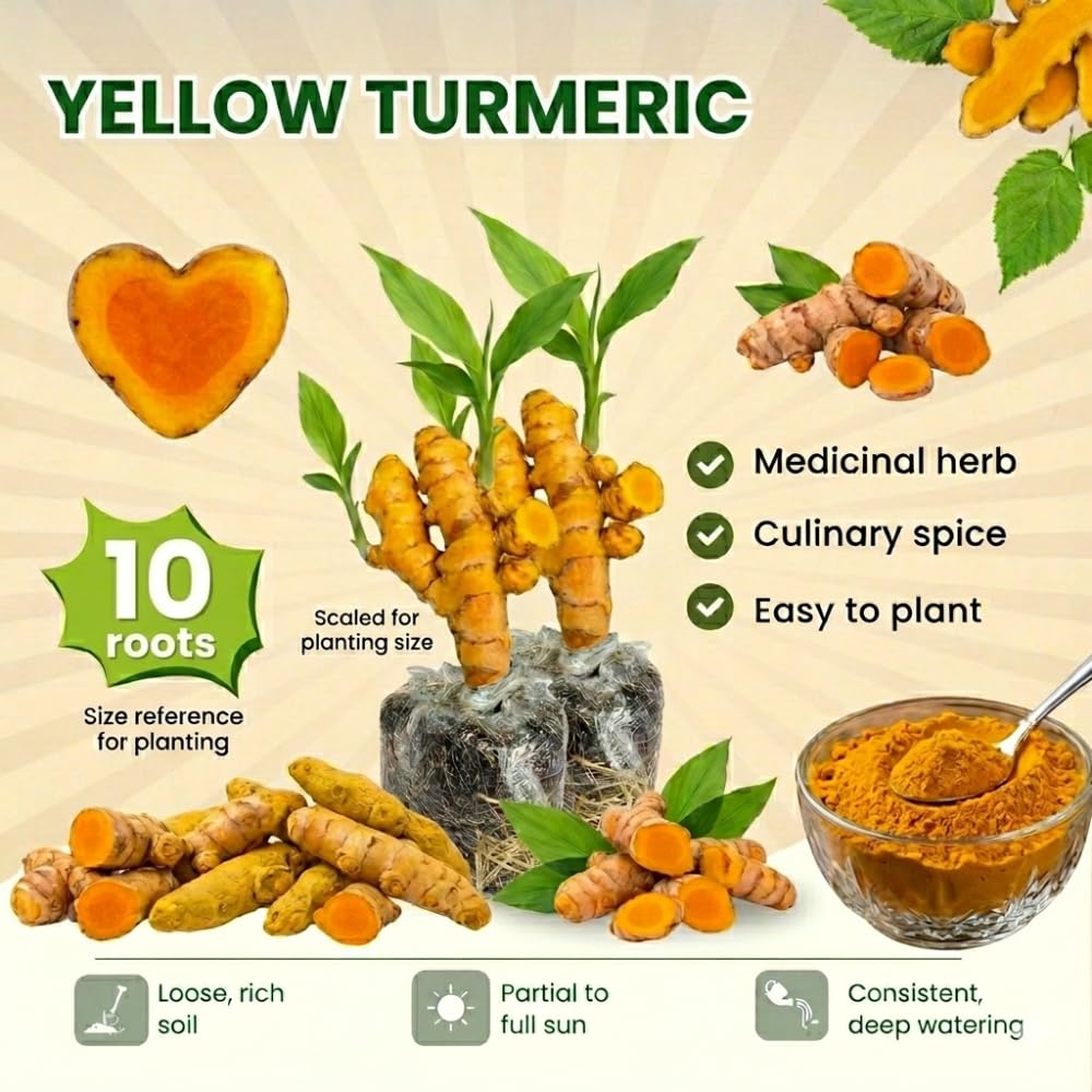 10 Yellow Turmeric Roots for Planting, Curcuma Turmeric Rhizomes, Live Curcuma Roots, Hardy Perennial Herb Plants