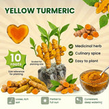 10 Yellow Turmeric Roots for Planting, Curcuma Turmeric Rhizomes, Live Curcuma Roots, Hardy Perennial Herb Plants