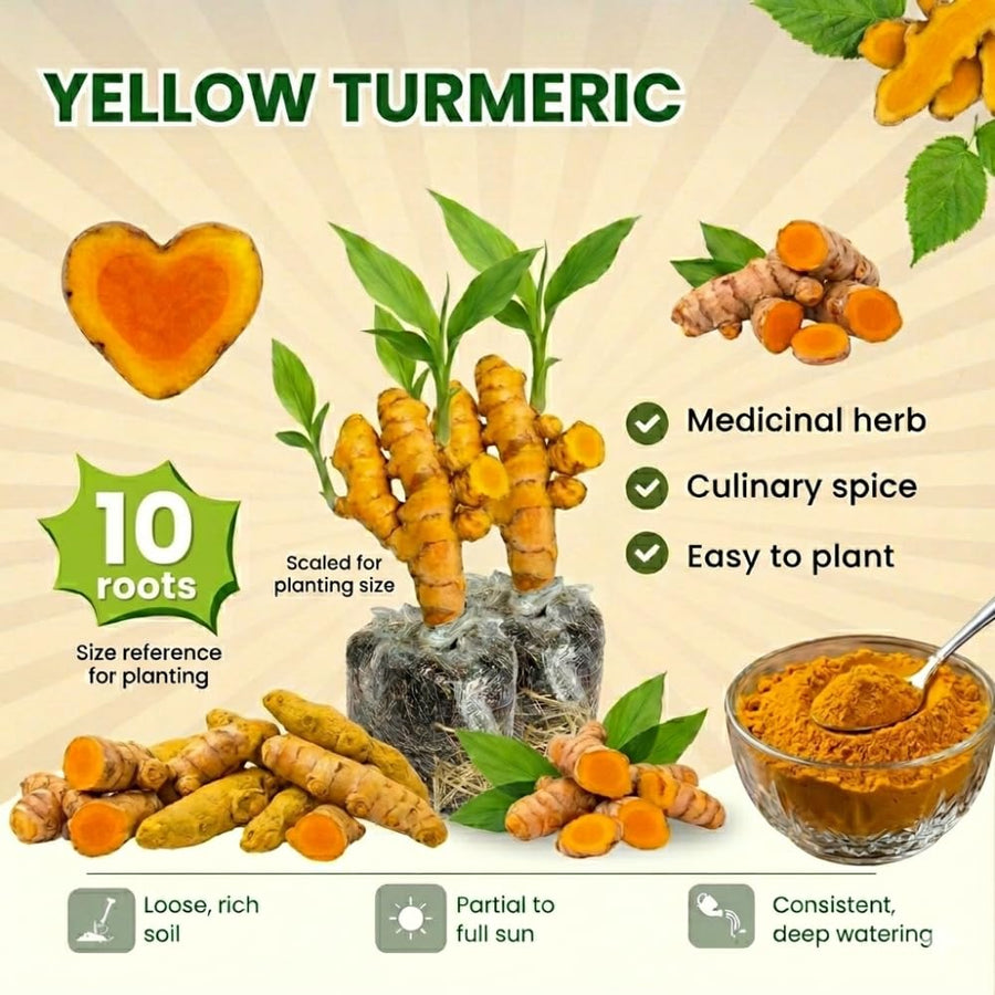 10 Yellow Turmeric Roots for Planting, Curcuma Turmeric Rhizomes, Live Curcuma Roots, Hardy Perennial Herb Plants