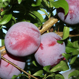 2 Plum Trees Live Plants, Bareroots 18 to 24 Inch Tall, Sweet American Plum Plant Live for Planting, Cold Hardy Plum Tree Plant
