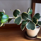 Hoya Kerrii Variegated Plant Live, Hoya Heart Leaf Live in 2 Inches Pot, Indoor Outdoor Houseplant