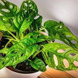 2 Swiss Cheese Monstera Live Plants, Indoor Houseplant, Home Plant Ready to Grow 4-6 Inches