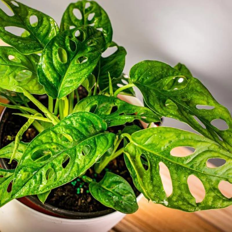 2 Swiss Cheese Monstera Live Plants, Indoor Houseplant, Home Plant Ready to Grow 4-6 Inches