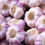 1 LB Jumbo Size Purple Garlic for Planting in Spring, Softneck Hardneck Garlic Bulbs for Planting, Fresh and High Yield, Cold Hardy, Fast-growing, 5-6 Bulbs Garlic