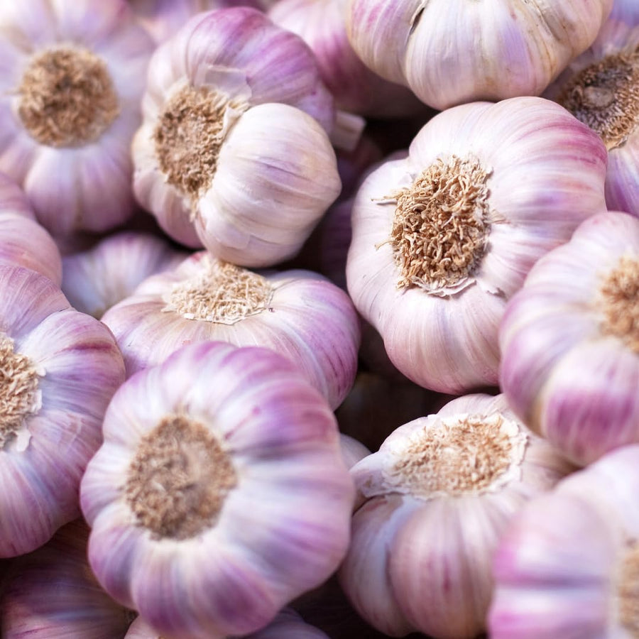 1 LB Jumbo Size Purple Garlic for Planting in Spring, Softneck Hardneck Garlic Bulbs for Planting, Fresh and High Yield, Cold Hardy, Fast-growing, 5-6 Bulbs Garlic