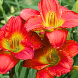 Pack 10 Daylily Bulbs for Planting Spring, Fast Blooming Hardy Perennial Lily Bare Roots for Outdoor Growing (Assorted Day Lily)