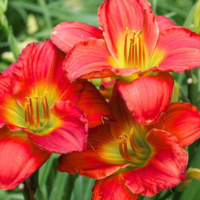 Pack 10 Daylily Bulbs for Planting Spring, Fast Blooming Hardy Perennial Lily Bare Roots for Outdoor Growing (Red Day Lily)