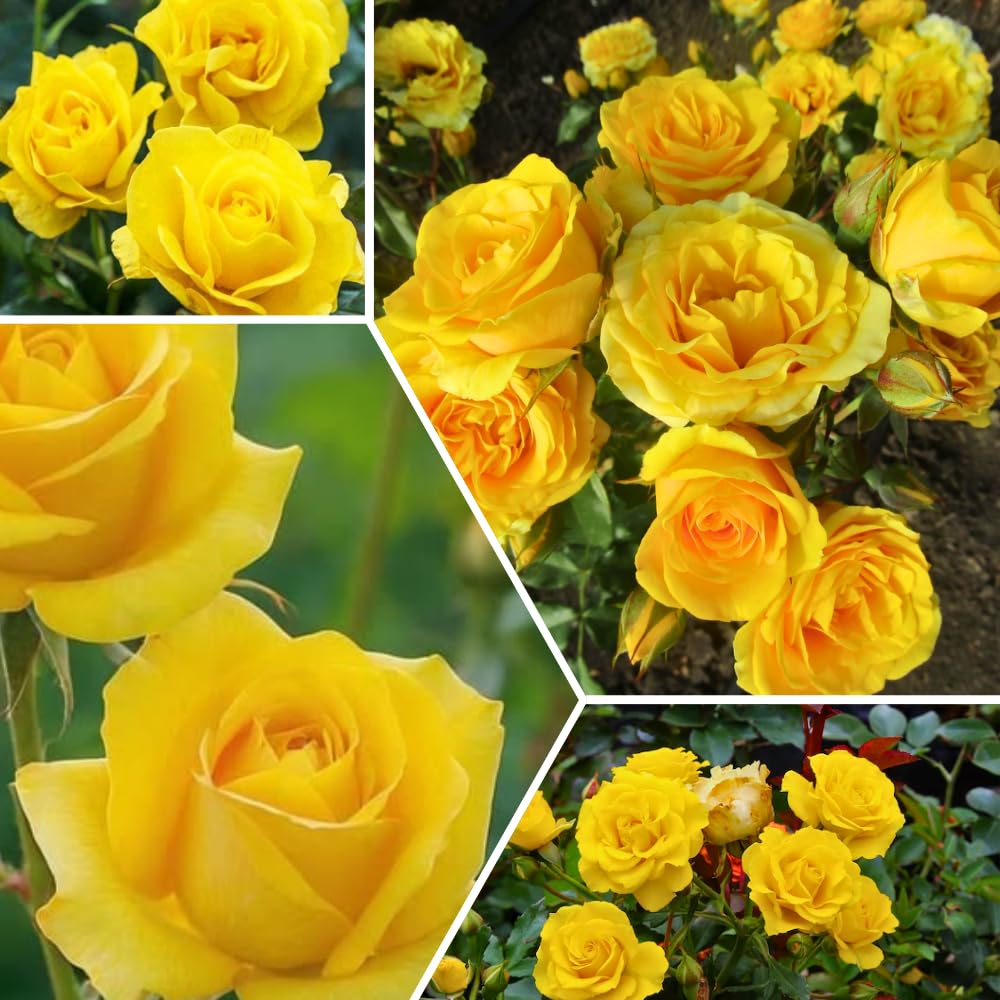 Miniature Rose Plant, Live 3.5” Potted Rose, Compact, Colorful Flowering Rose Bush for Indoor Outdoor Gardens (Yellow)