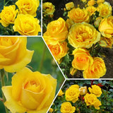Miniature Rose Plant, Live 3.5” Potted Rose, Compact, Colorful Flowering Rose Bush for Indoor Outdoor Gardens (Yellow)