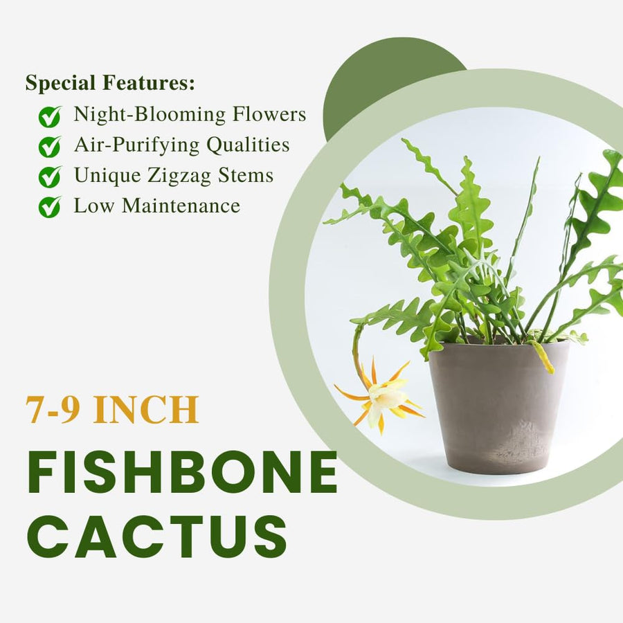 Epiphyllum Fishbone Cactus Starter Plant – 6-7" Tall, Live Succulent for Hanging Baskets, Indoor Houseplant in 2" Pot