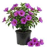Purple Hibiscus Plant Live, Hardy Hibiscus Plants Live 5-7 Inches Tall, Vibrant Blooming Flower, Well-Rooted Plant for Home Garden Indoor Outdoor