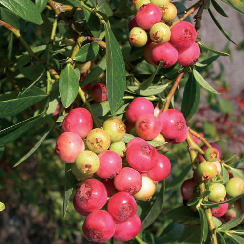 2 Highbush Blueberry Plants Live for Planting, Blueberry Bushes Live Plant 1 Year Old, Blueberry Fruit Tree Live (Pink Lemonade Blueberry)