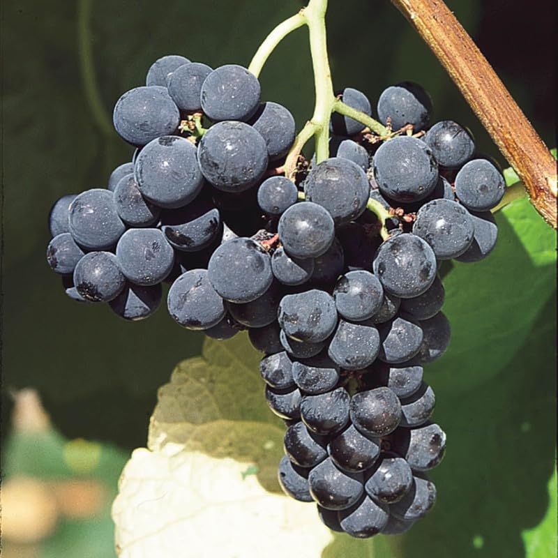 Blue Purple Grape Vine Plant, Bareroot 1-2 Years Olds, Grape Plant Live for Planting, Grape Fruits Tree Live Plant