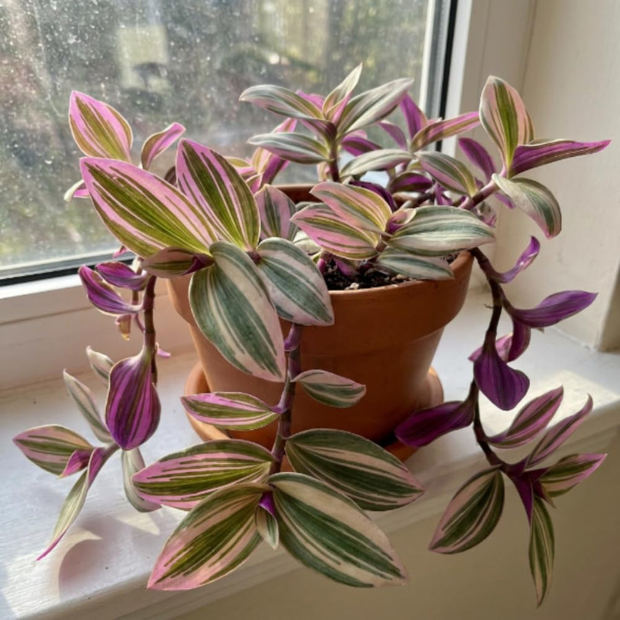 Nanouk Wandering Jew Live Plant, 4-7" Tall in Pot, Wandering Jew Plant Live, Vibrant Pink and Green Leaves, Decorative Foliage Houseplant