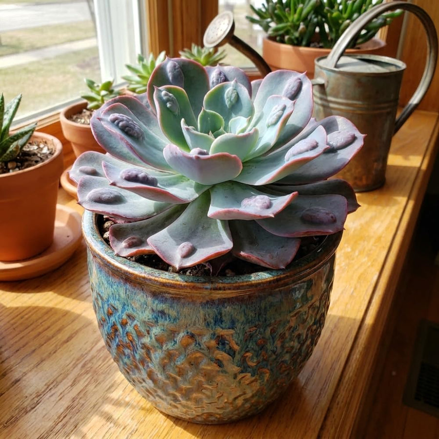 Blue Green Echeveria Live Plant, Echeveria Succulent Plant in 4 Inch Pot, Easy Care Succulent for Indoor Outdoor Houseplant