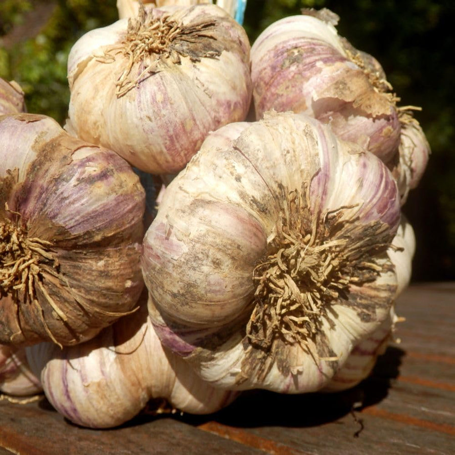 3 Jumbo Purple Garlic Bulbs for Planting, Heirloom Hardneck Seed Garlic, Cold Hardy, High Yield Garden Variety