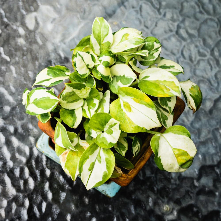 2 Pothos Live Plants, Live Pothos Plant, 3 to 5 Inc Tall, Indoor House Plants Outdoor (Green White)