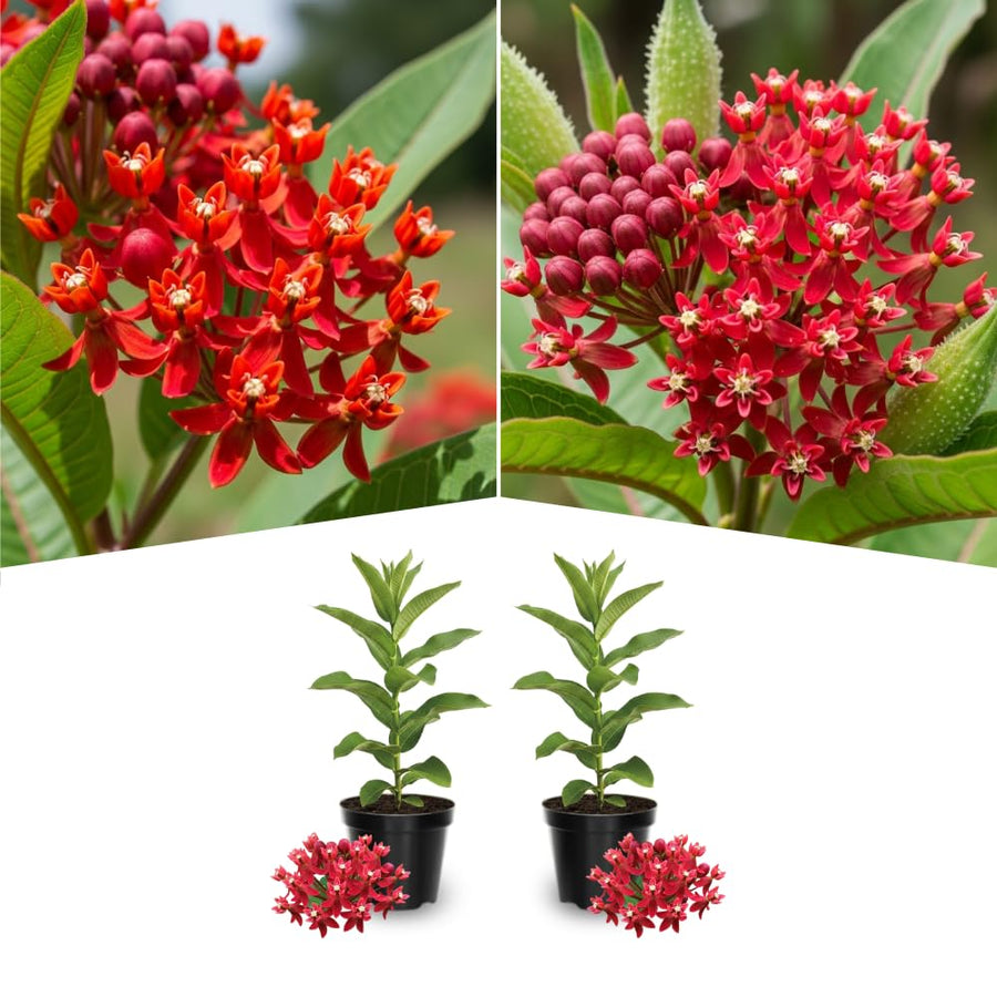 2 Mikweed Live Plants, Asclepias Tuberosa Perennial Flowers Plants, Tropical Butterfly Milkweeds 4-8 Inch for Outdoor Garden (Deep Red)