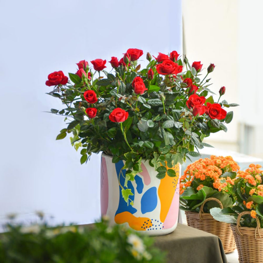 Miniature Rose Plant, Live 3” Potted Rose, Compact, Colorful Flowering Rose Bush for Indoor Outdoor Gardens (Red)