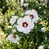 White Rose of Sharon Live Plant in Quart Pot, Althea Hibiscus Flowering Shrub for Outdoor Garden