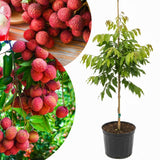 Live Lychee Fruit Tree, 3 Feet Tall Tropical Litchi Tree for Home Garden and Patio