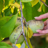 2 Pawpaw Trees Live Plants, Paw Paw Asimina Triloba, Well Rooted Plant Live, 7 to 16 Inc Tall, Mango Papaya Like