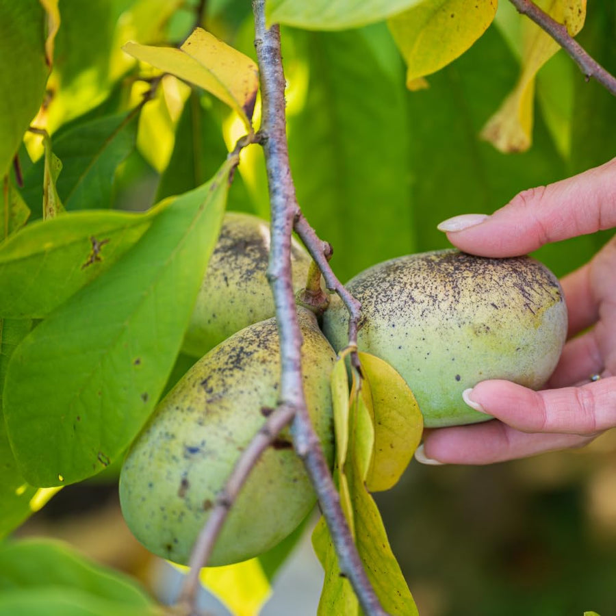 2 Pawpaw Trees Live Plants, Paw Paw Asimina Triloba, Well Rooted Plant Live, 7 to 16 Inc Tall, Mango Papaya Like