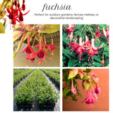 Autumn Fuchsia Plant Live in 5-Inch Pot, Hanging Basket Flower, Hardy Fuchsia Vine for Shade Gardens, USDA Zones 8-11