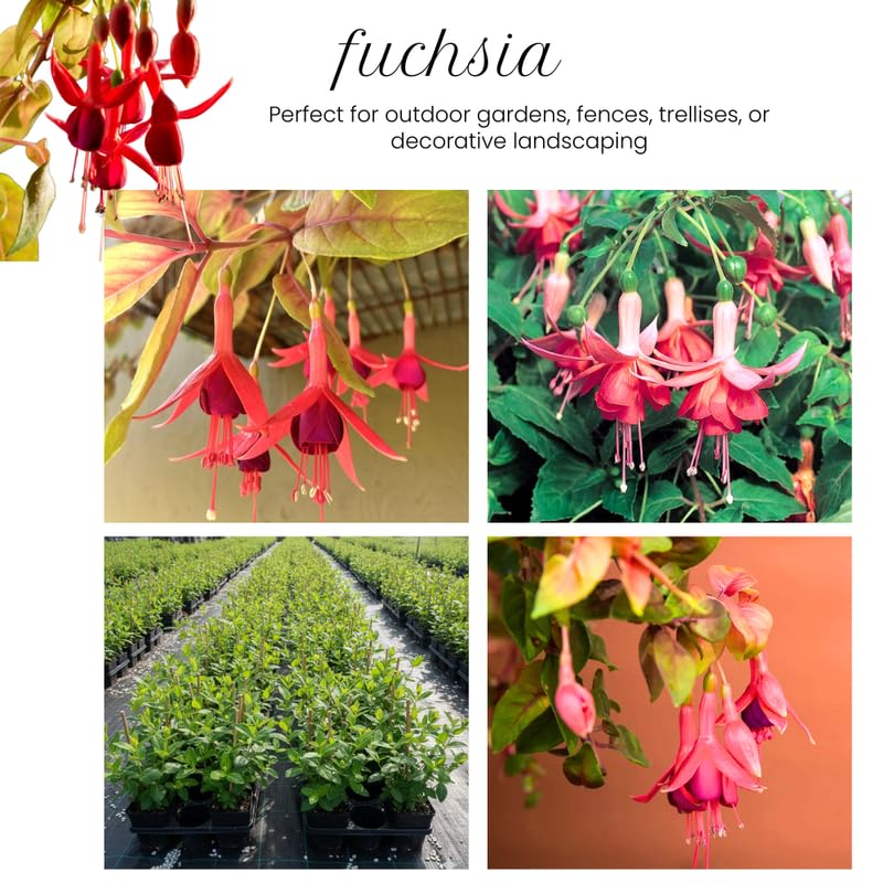 Autumn Fuchsia Plant Live in 5-Inch Pot, Hanging Basket Flower, Hardy Fuchsia Vine for Shade Gardens, USDA Zones 8-11
