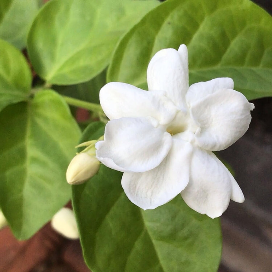 Arabian Jasmine Plant Live, Maid of Orleans Sambac Jasmine Live Plants Climbing Vine Indoor Outdoor Fragrant Flower Garden Planting