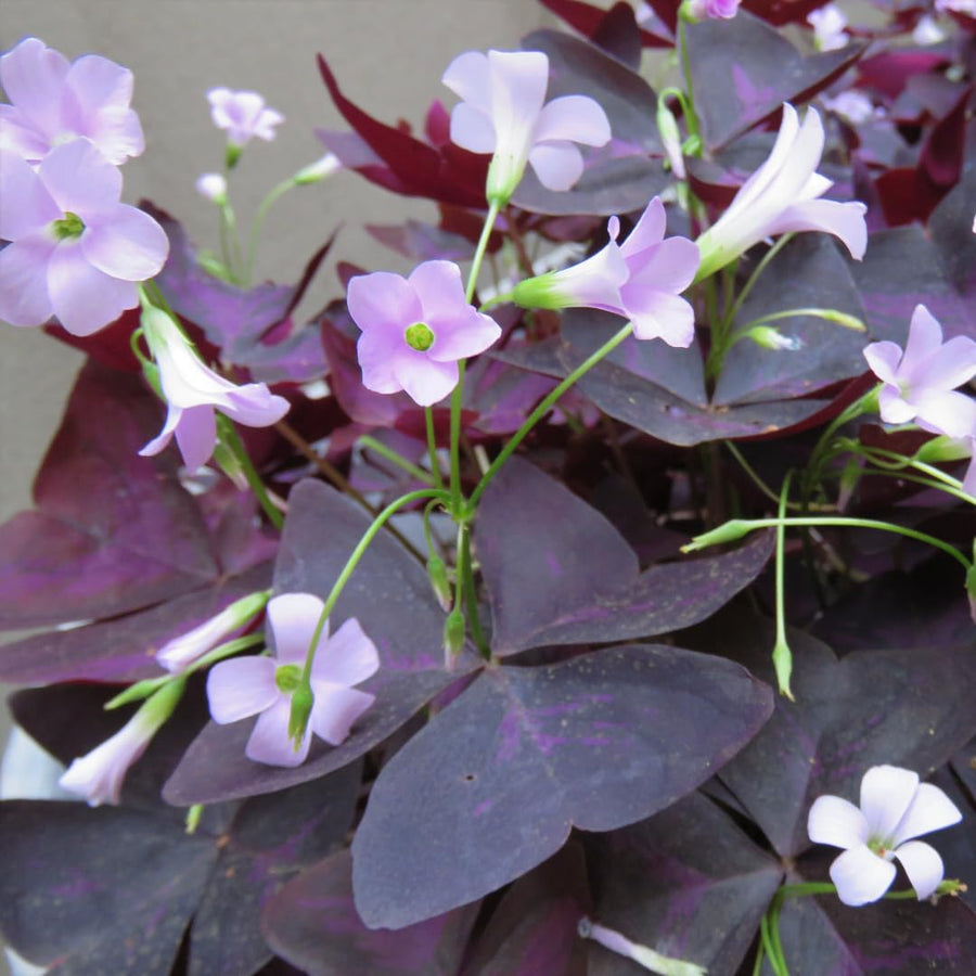 Live Purple Shamrock Plants, Deep Purple Oxalis, 4-8 Inches Tall in 4 Inch Pot Hardy Perennial for Growing